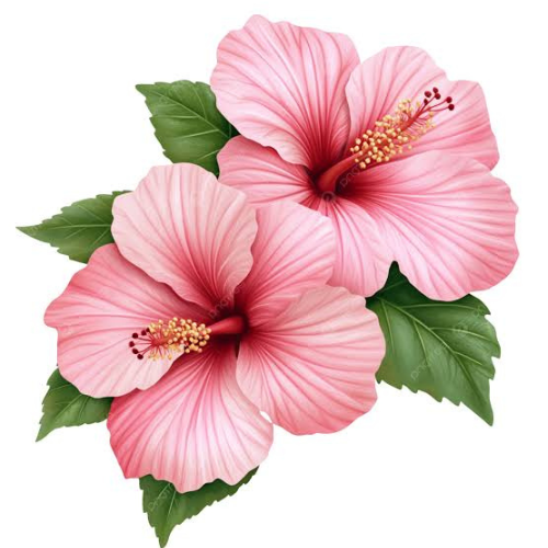 Hibiscus
